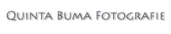 quinta buma logo