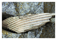 schipbreuk